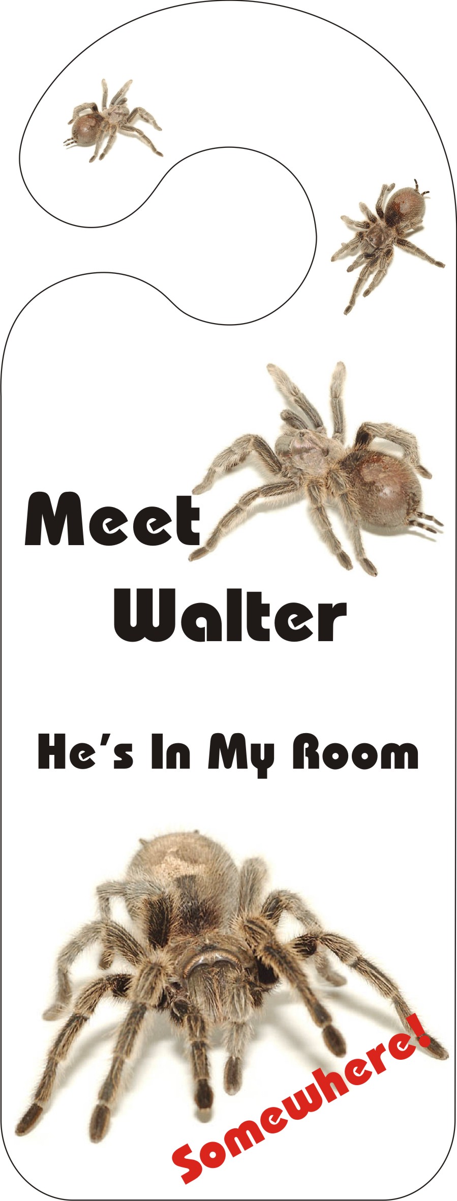 DR5 Meet Walter